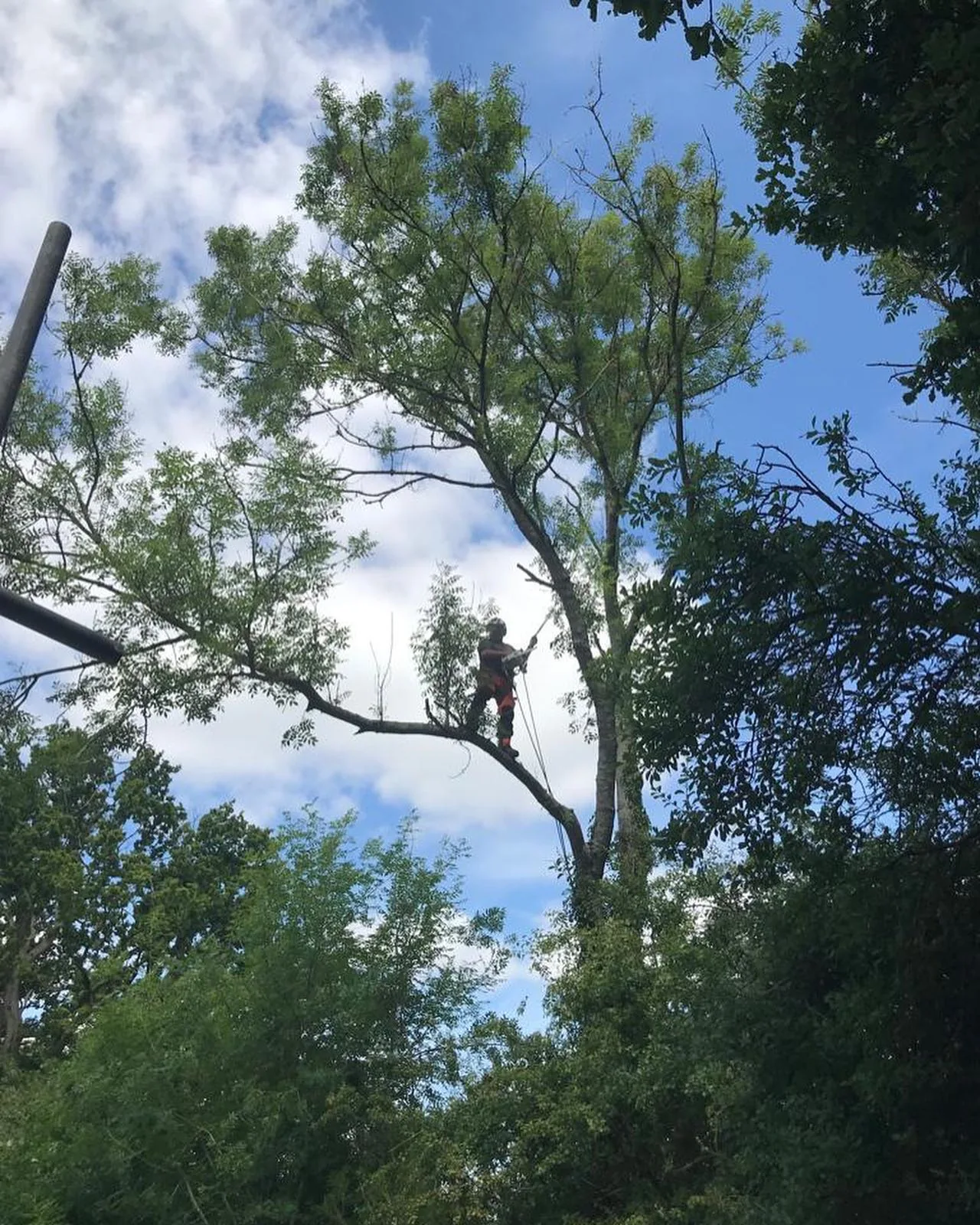 Ash tree work by Treevolution