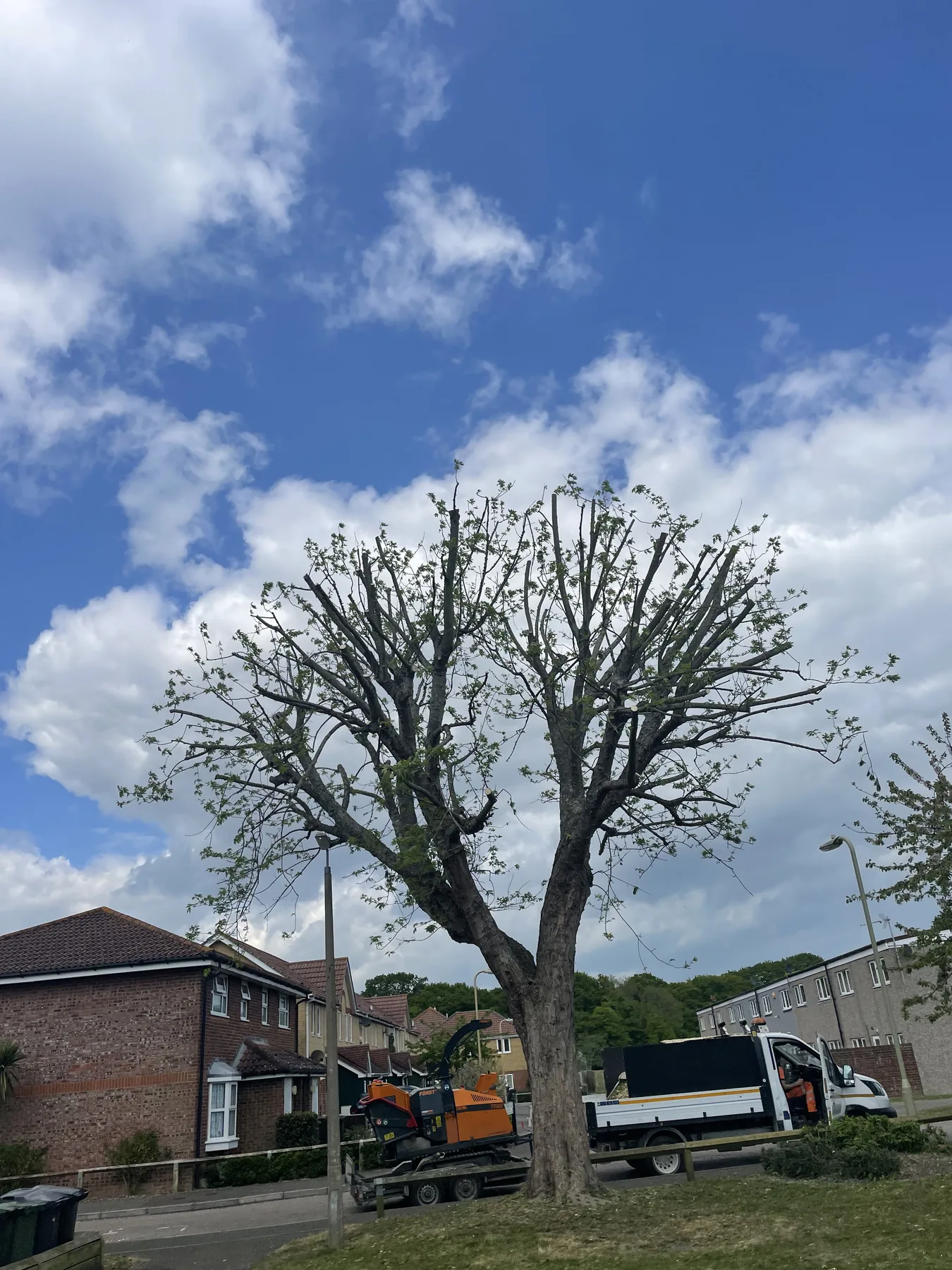 Tree reduction by Treevolution