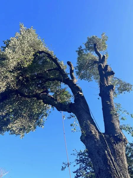 Sectional tree dismantling by Treevolution