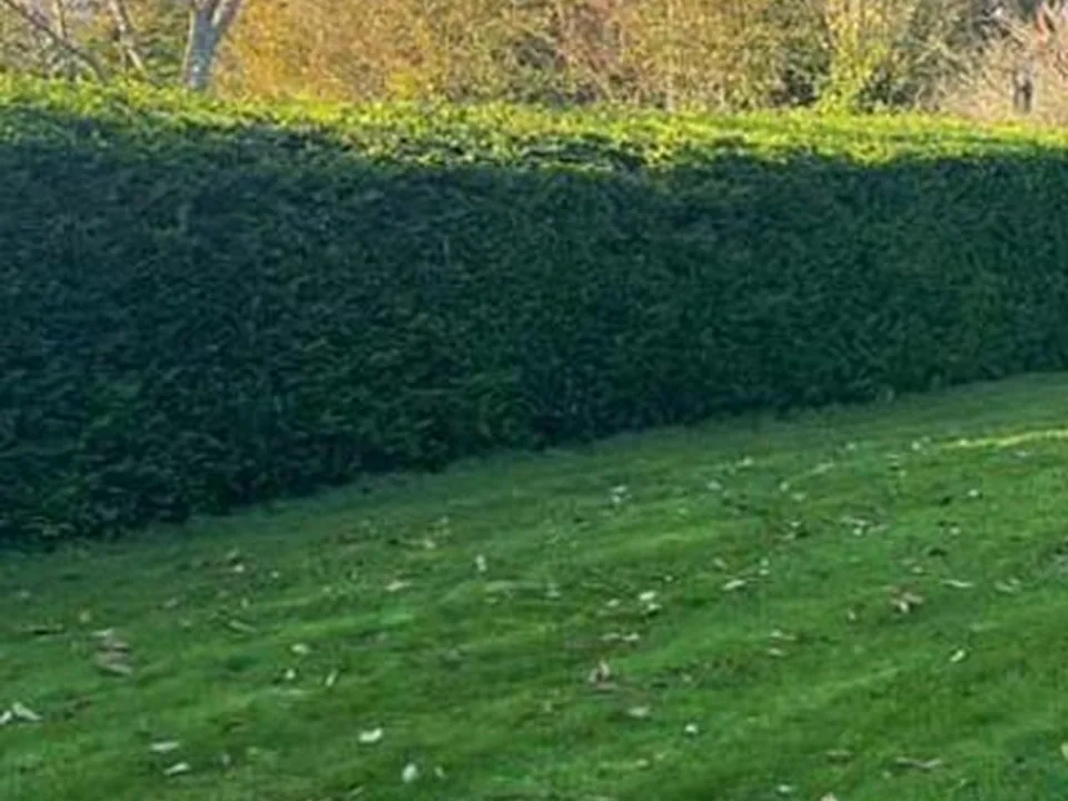 Hedge cutting by Treevolution