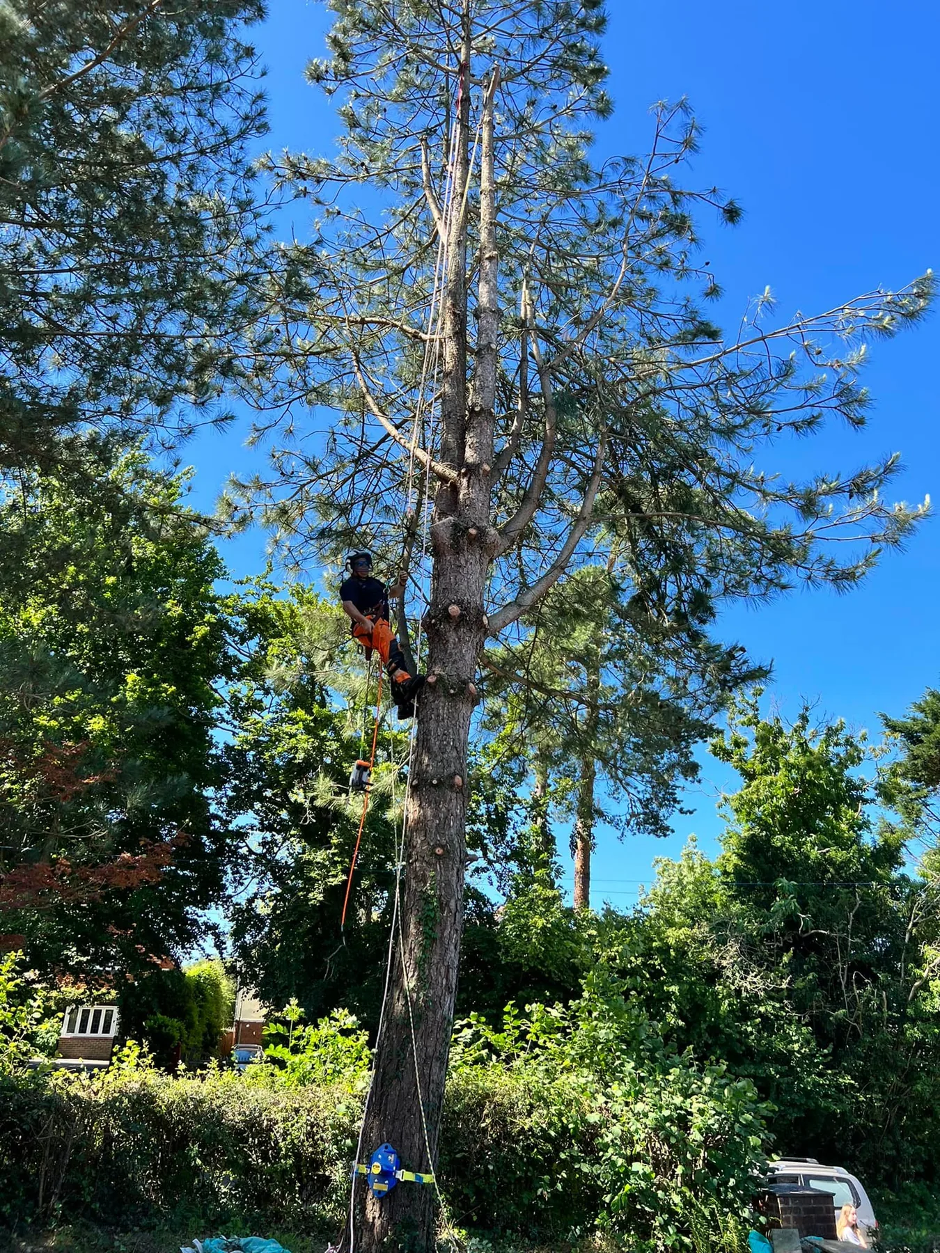 Pine tree removal by Treevolution