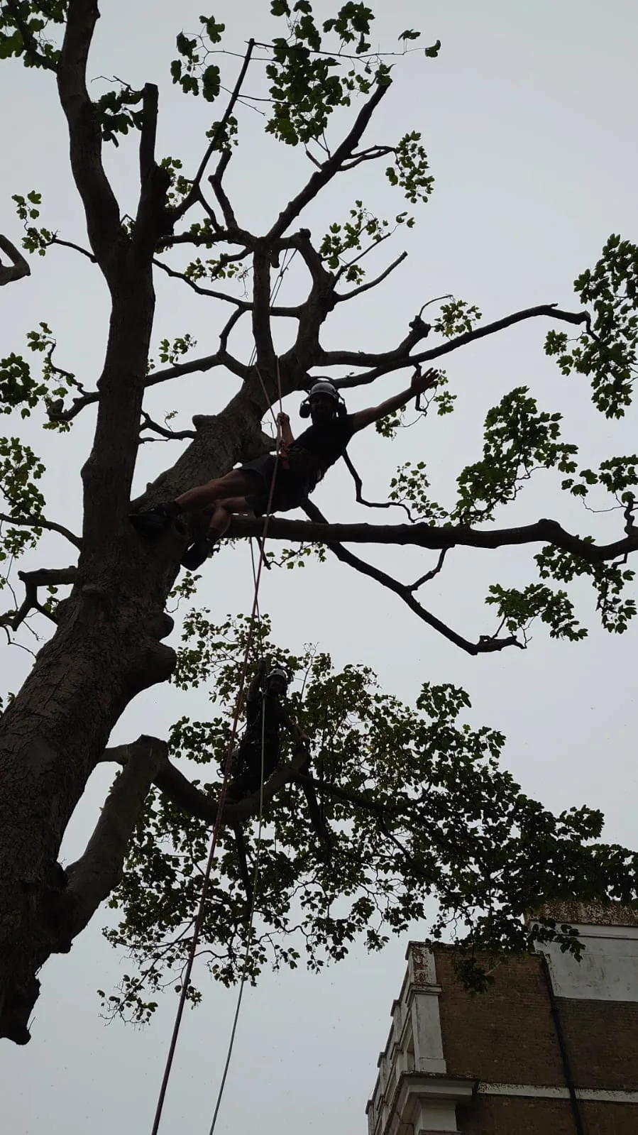 Tree surgeon in the canopy by Treevolution