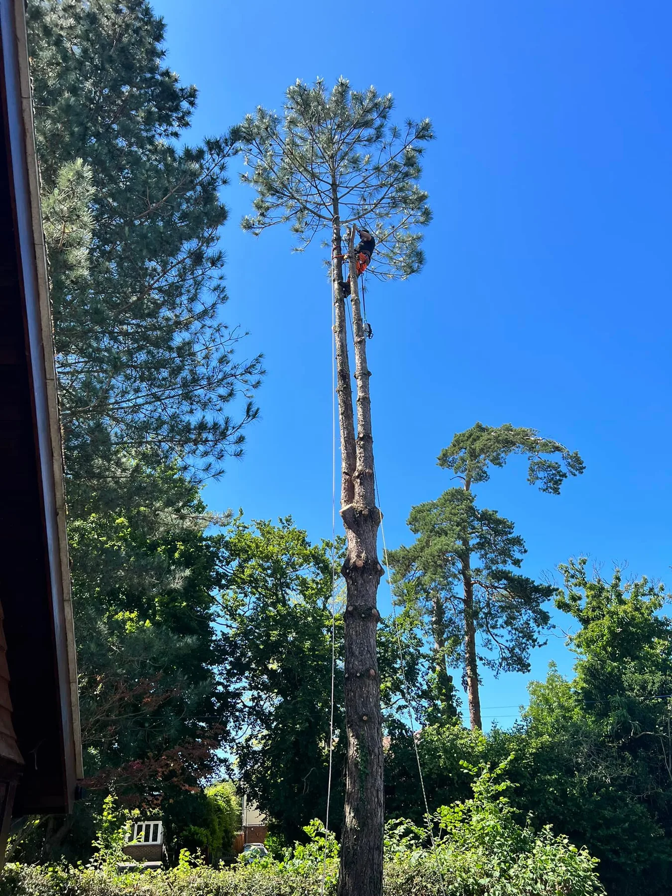 Tree removal by Treevolution