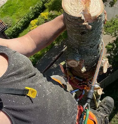 Stump removal by Treevolution