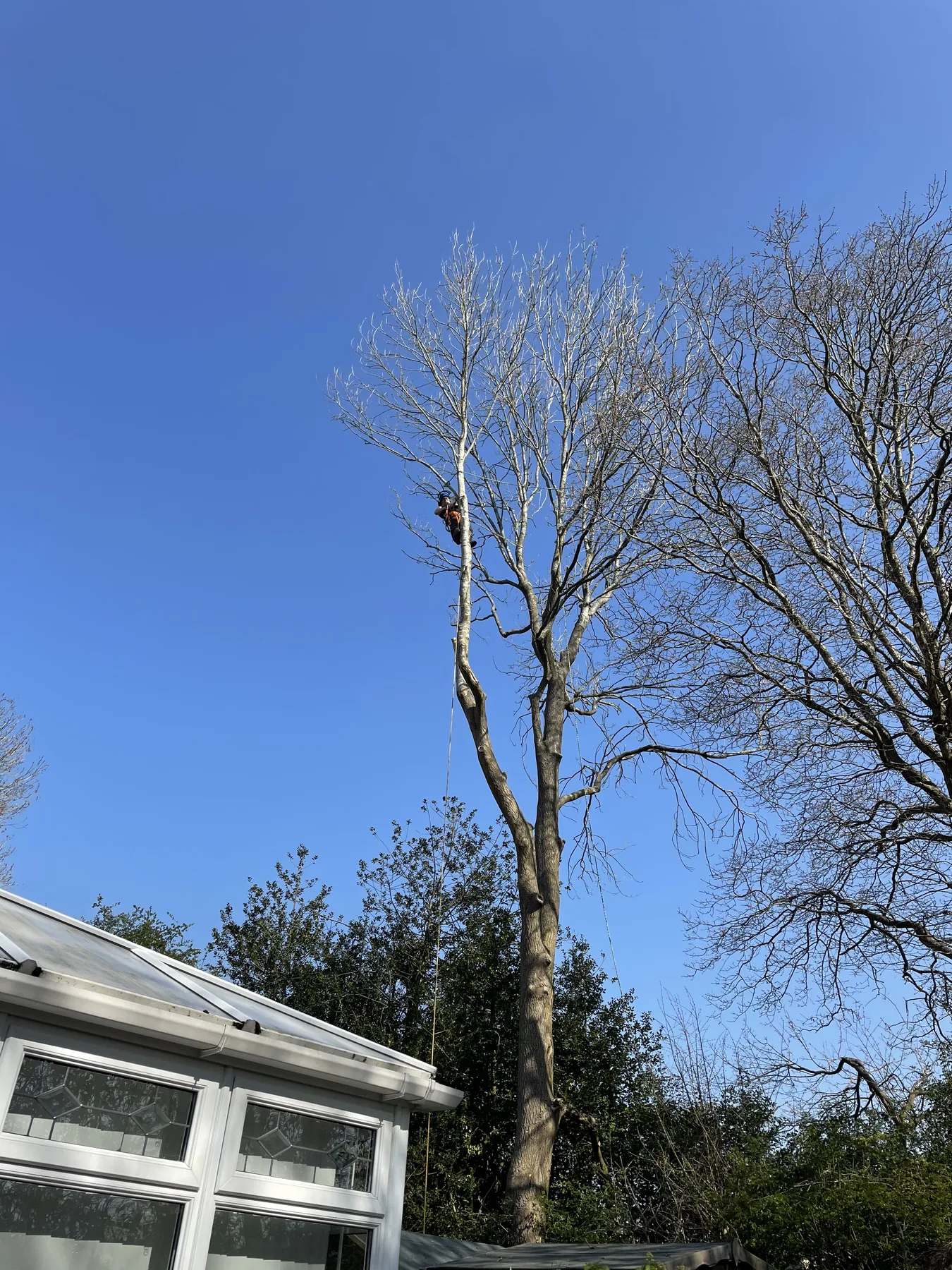 Tree surgery you can actually see.