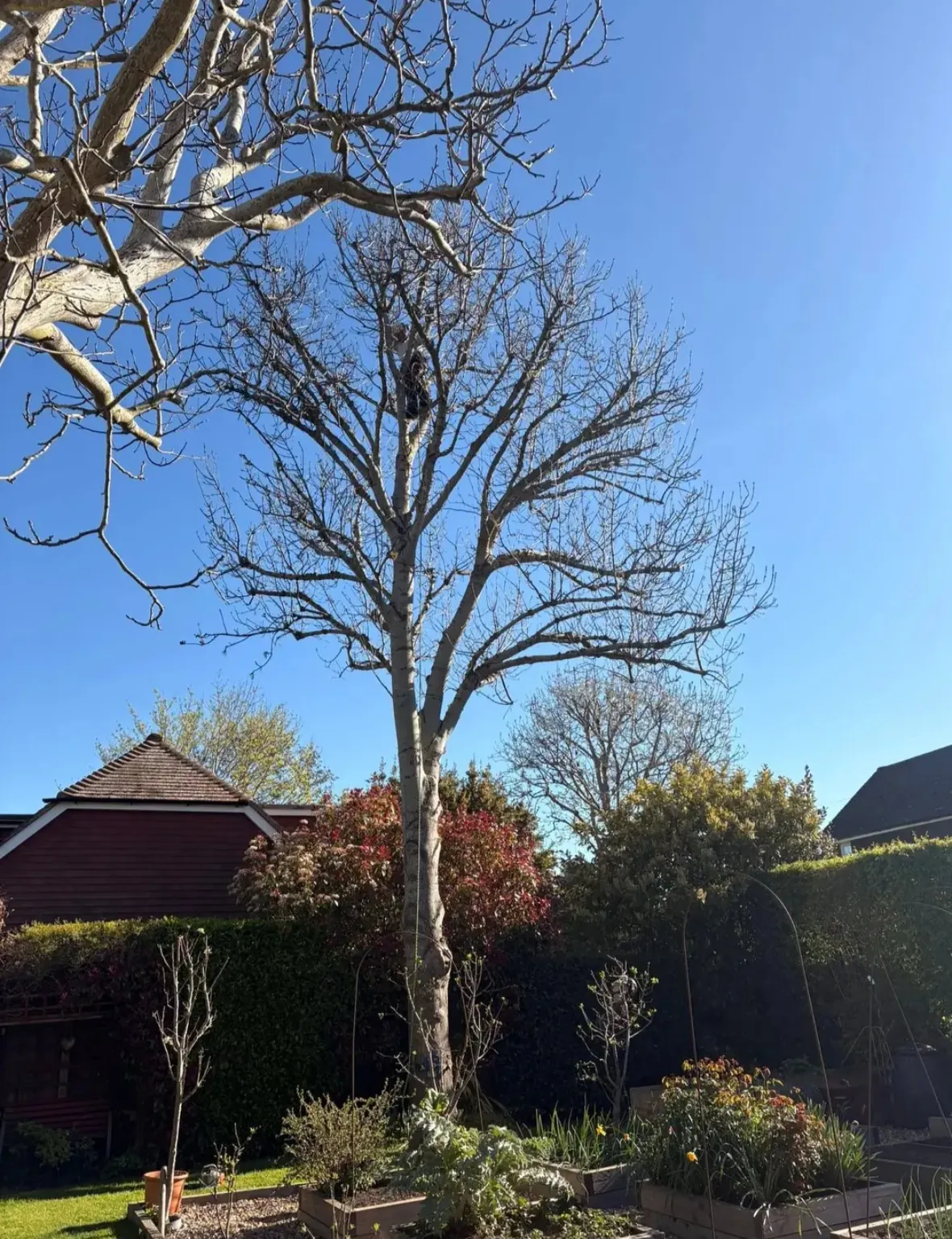 The ash tree before removal in a Lewes garden