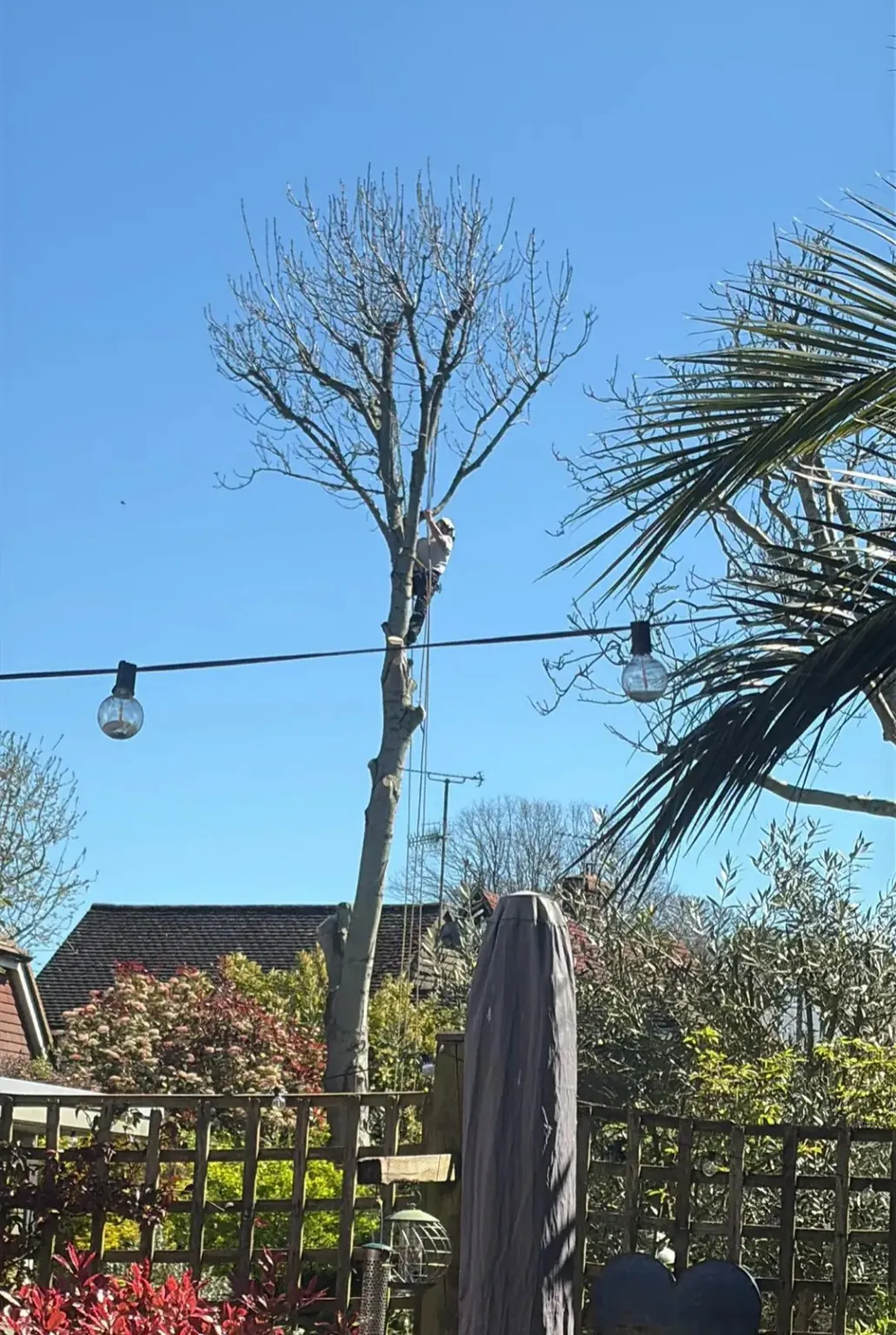 Tree surgeon working in the ash canopy in Lewes