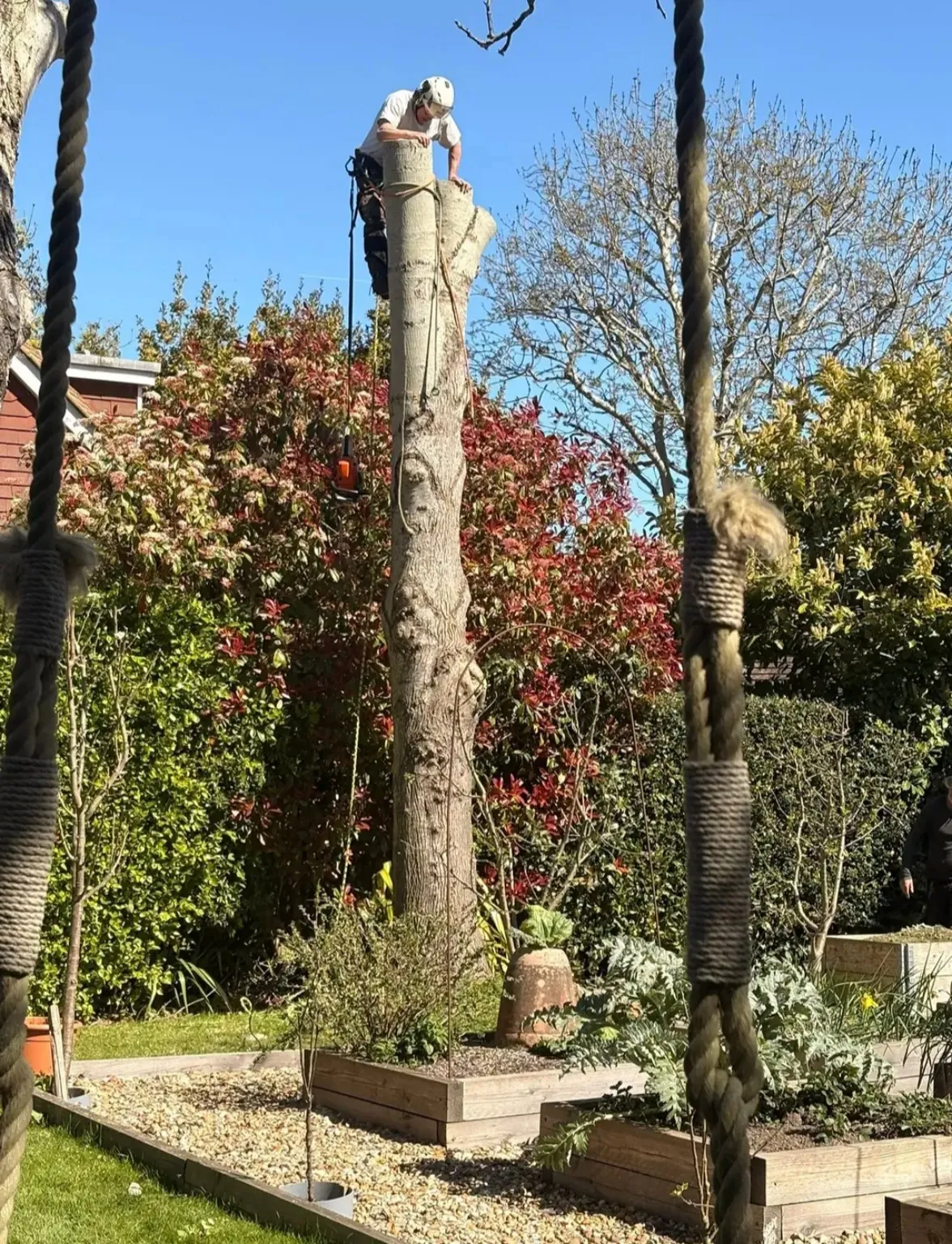 Ash tree being dismantled in sections