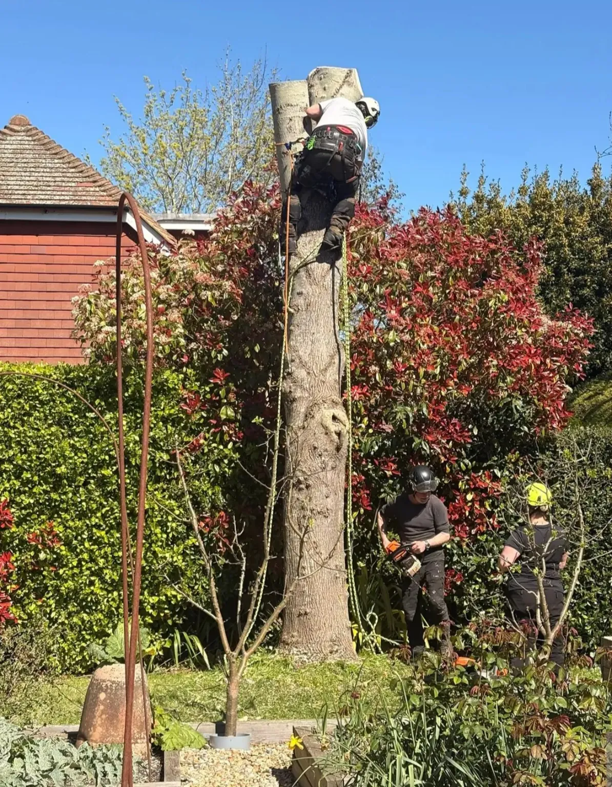 Treevolution team working on the ash tree in Lewes