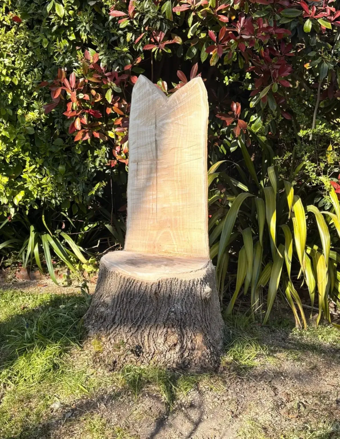 Finished ash stump made into a garden seat