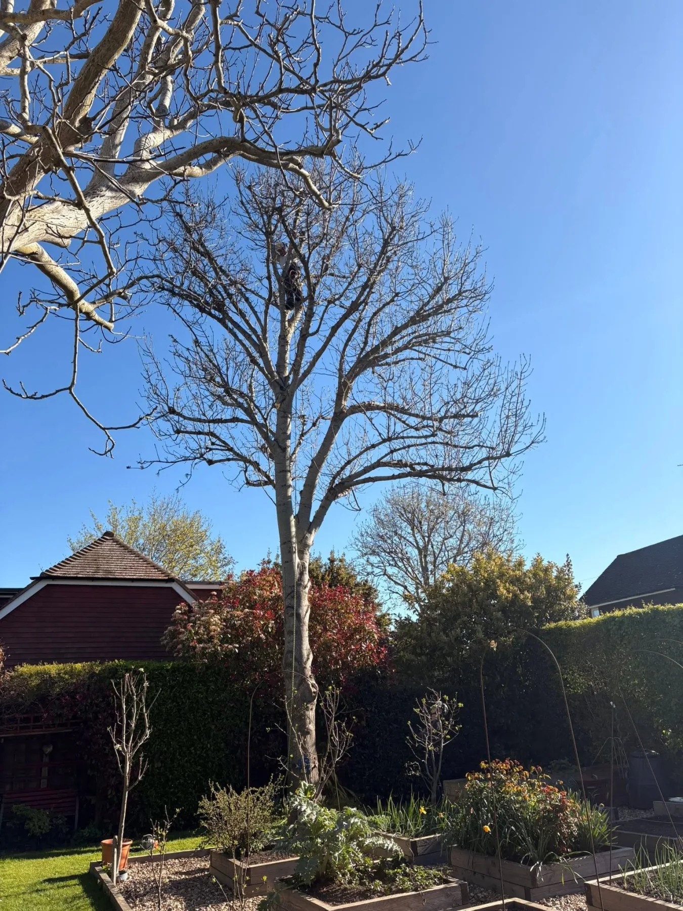 Ash dieback tree removal in Lewes