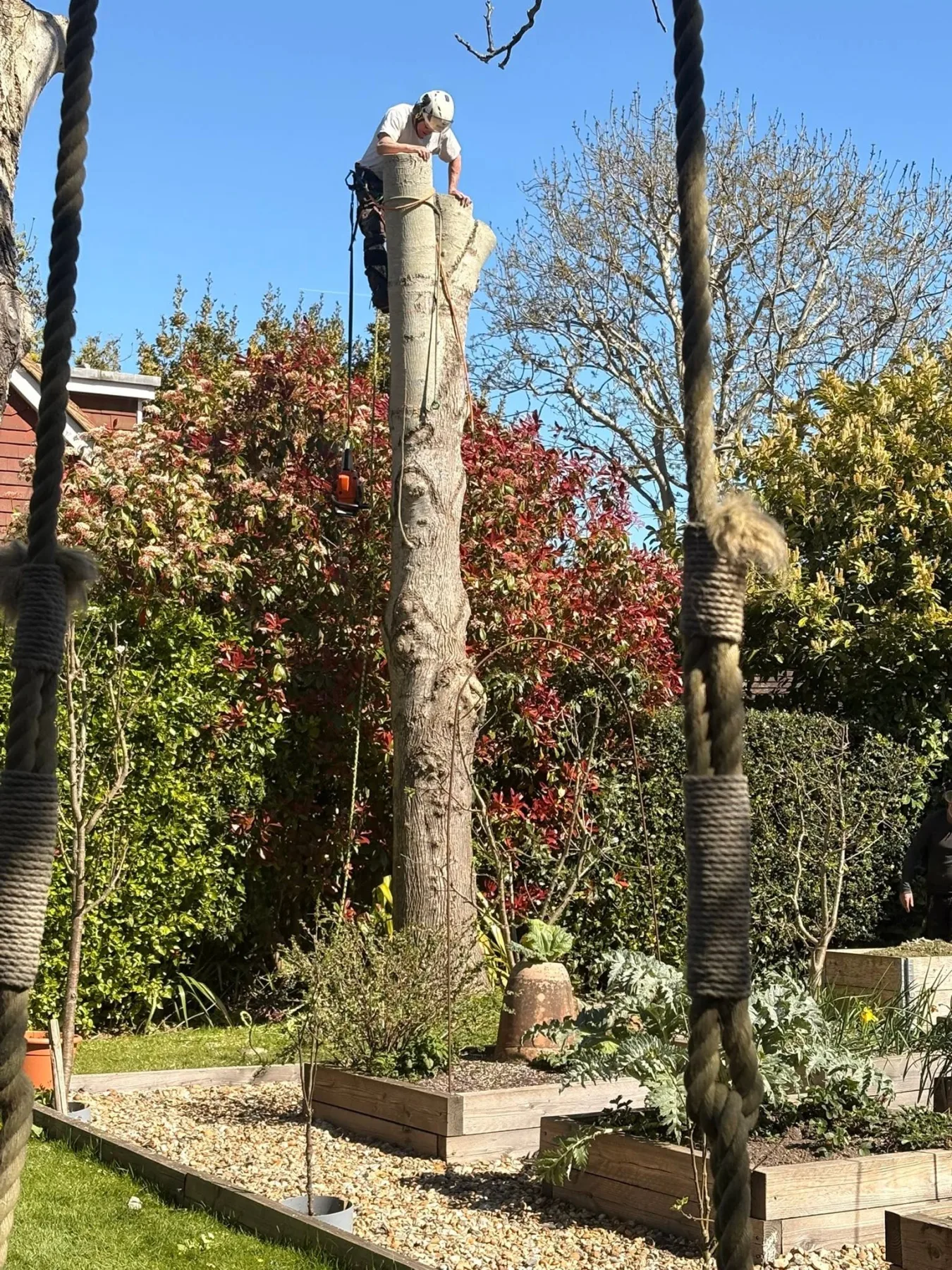Ash dieback tree removal in Lewes – photo 2