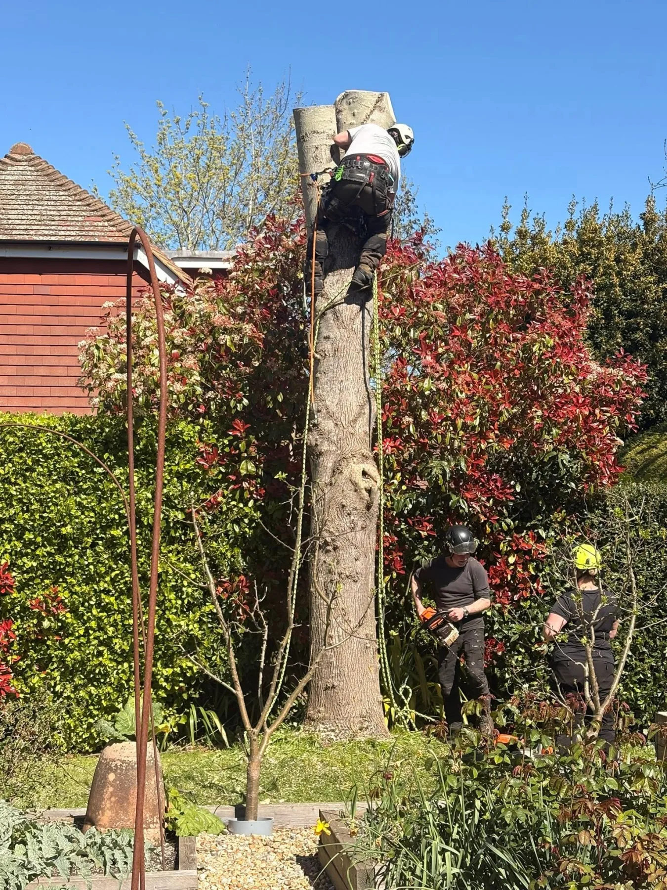 Ash dieback tree removal in Lewes – photo 3